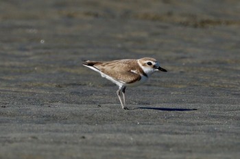 Kentish Plover 干潟 Sat, 5/11/2024