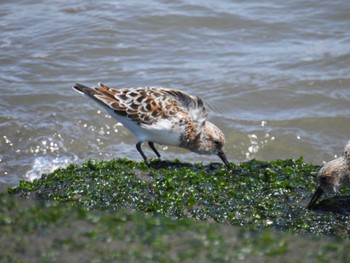 Sanderling 日の出三番瀬沿い緑道 Sat, 5/11/2024