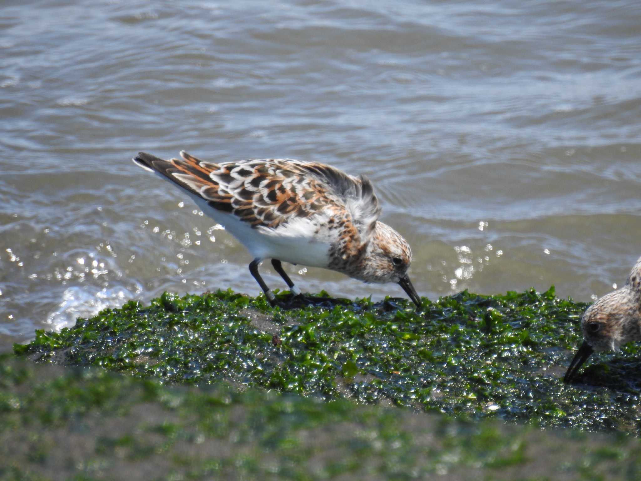 Photo of Sanderling at 日の出三番瀬沿い緑道 by Kozakuraband