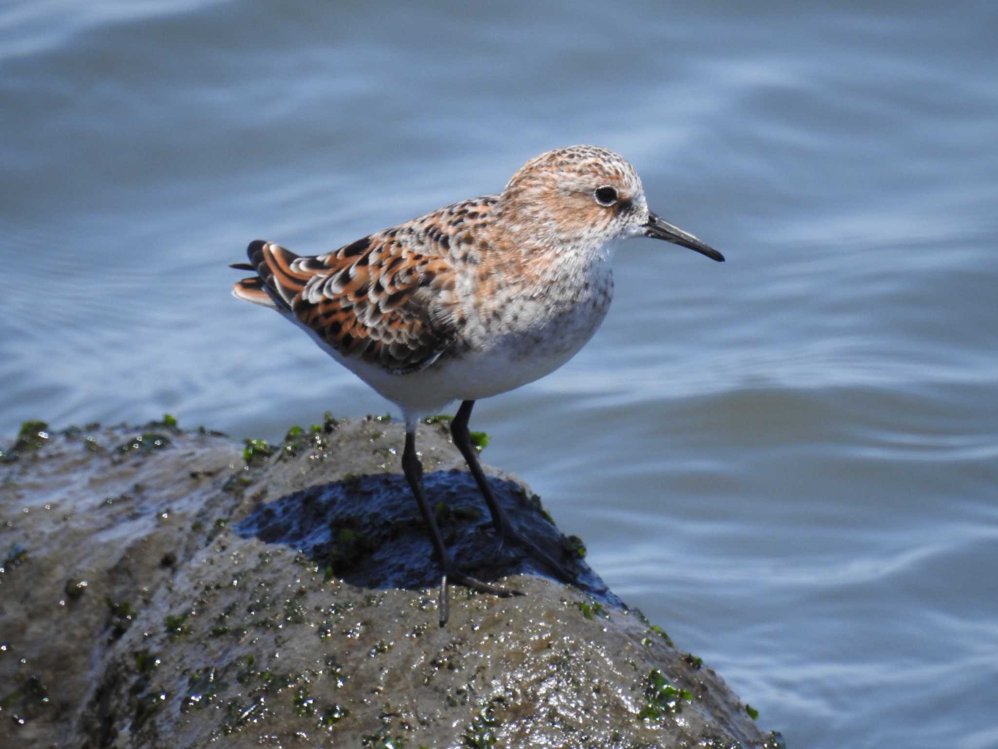 Photo of Little Stint at 日の出三番瀬沿い緑道 by Kozakuraband