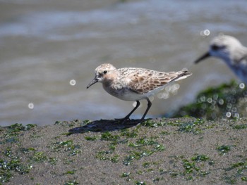 Red-necked Stint 日の出三番瀬沿い緑道 Sat, 5/11/2024