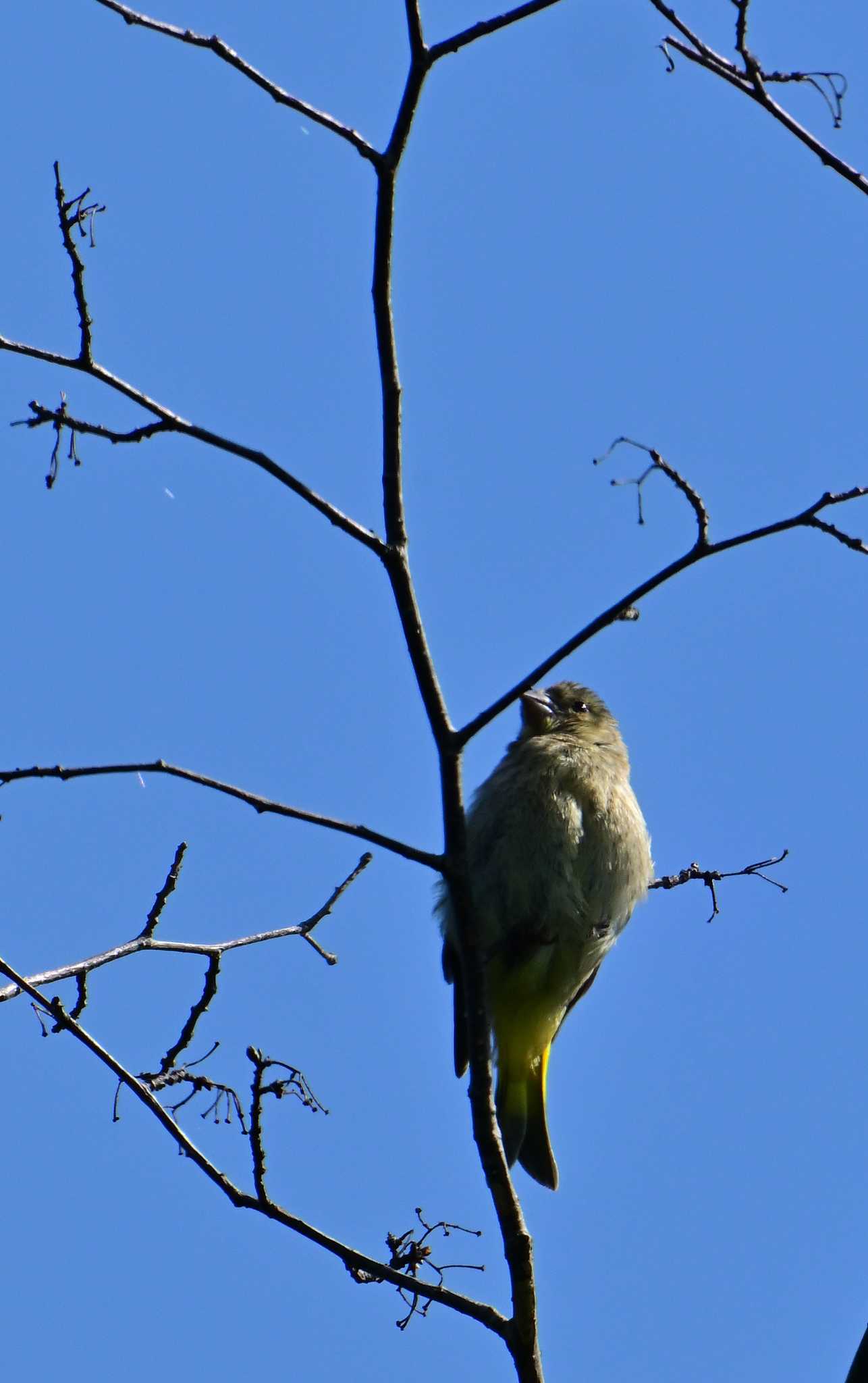 Grey-capped Greenfinch