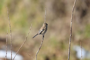 Siberian Long-tailed Rosefinch Kabukuri Pond Tue, 1/1/2019