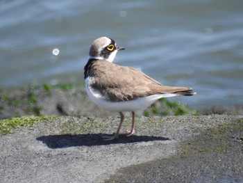 Little Ringed Plover 日の出三番瀬沿い緑道 Sat, 5/11/2024