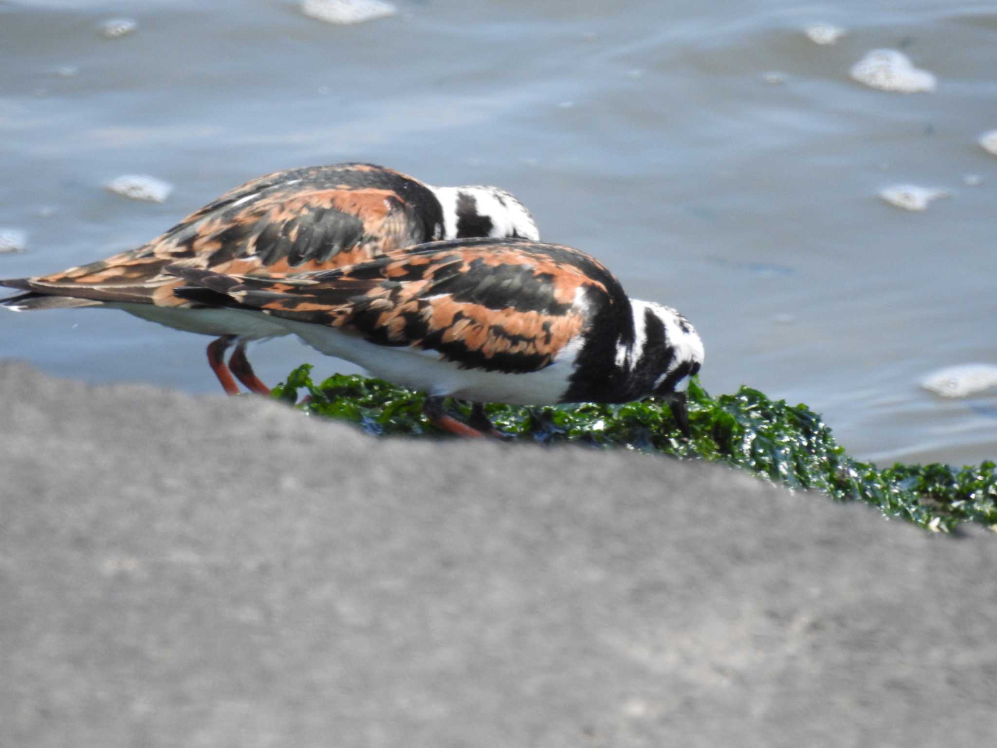 Photo of Ruddy Turnstone at 日の出三番瀬沿い緑道 by Kozakuraband