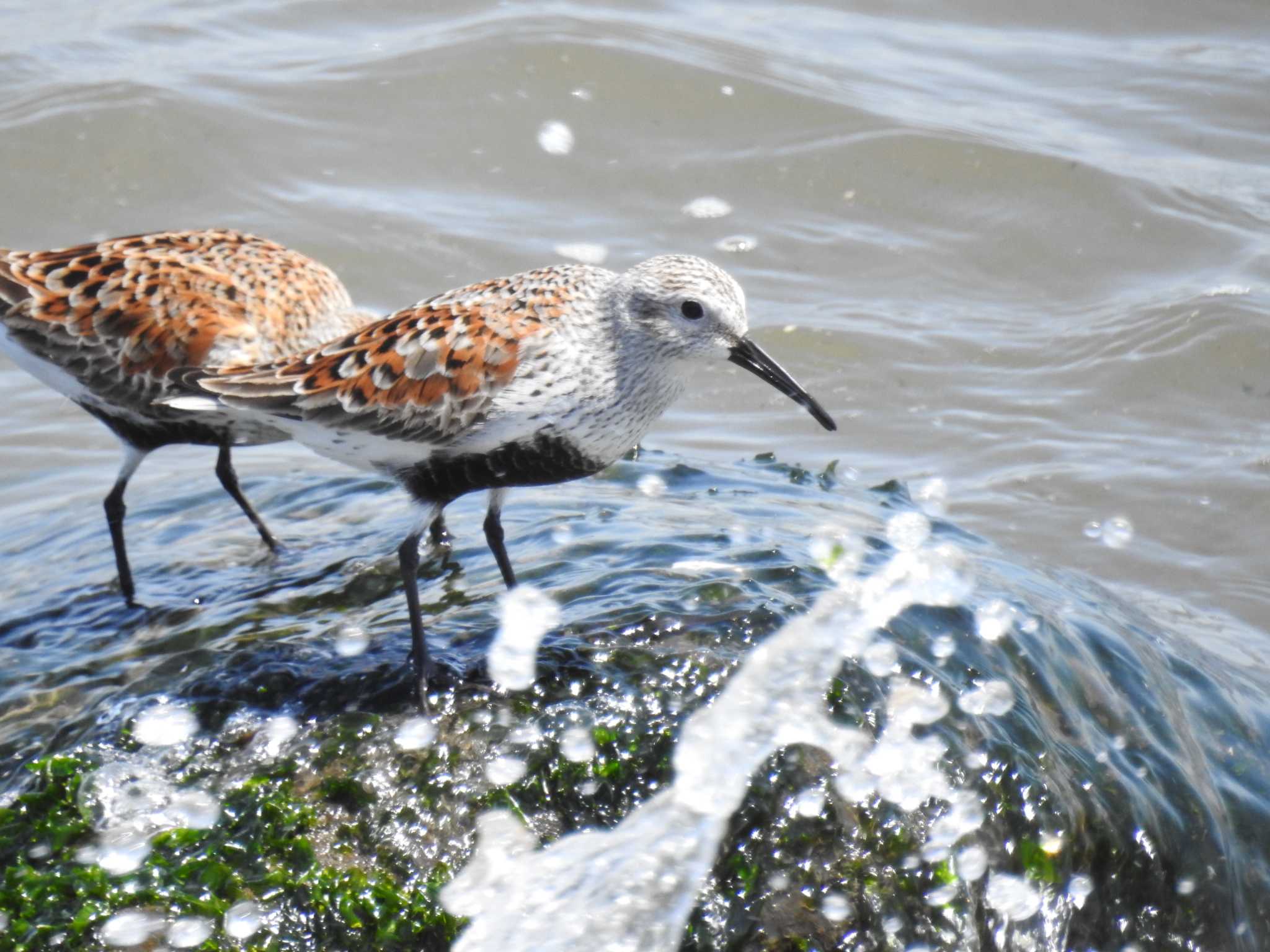 Photo of Dunlin at 日の出三番瀬沿い緑道 by Kozakuraband