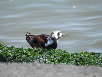 Ruddy Turnstone 日の出三番瀬沿い緑道 Sat, 5/11/2024