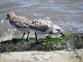 Sanderling 日の出三番瀬沿い緑道 Sat, 5/11/2024