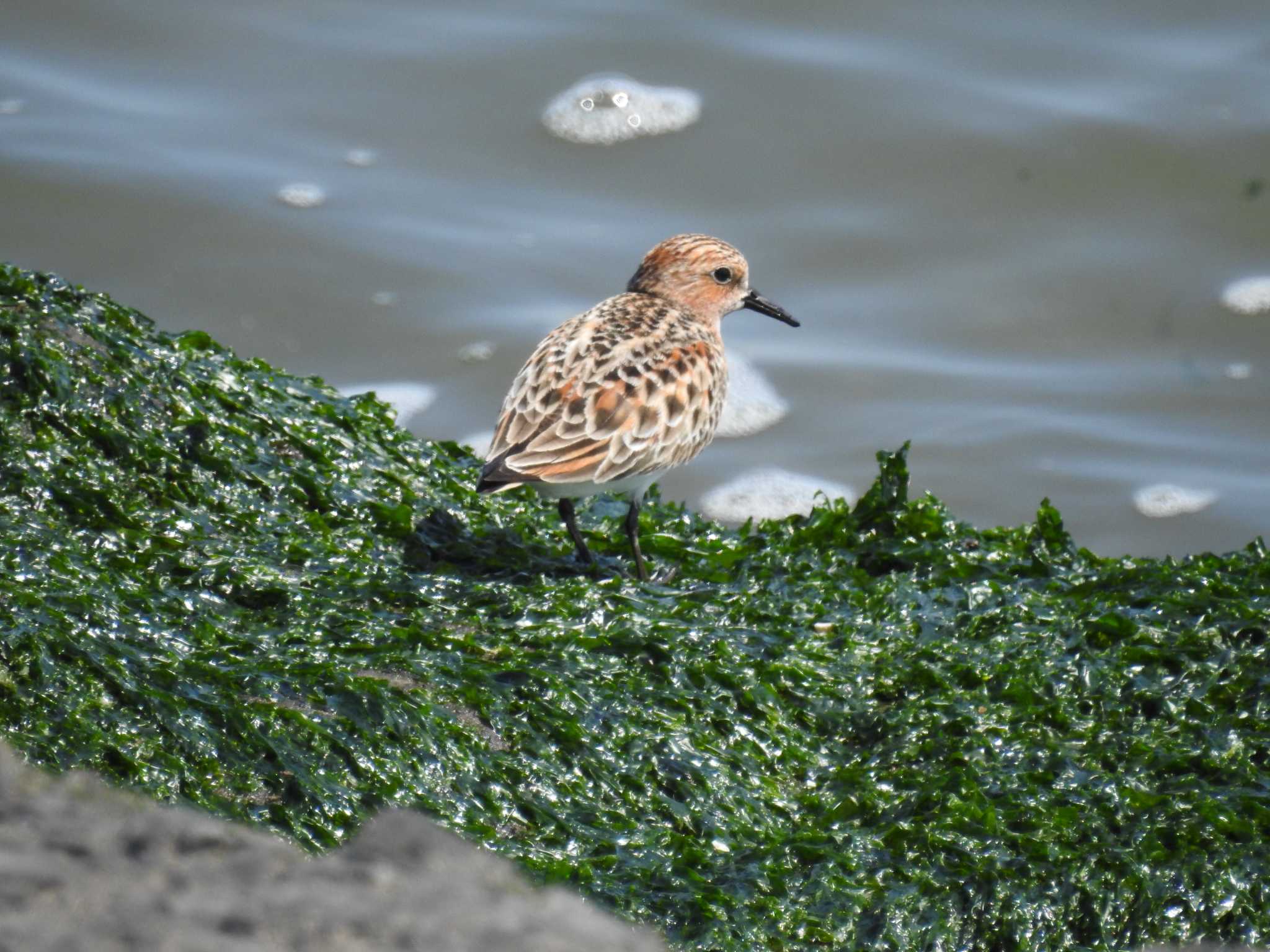 Photo of Red-necked Stint at 日の出三番瀬沿い緑道 by Kozakuraband