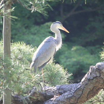 Sat, 5/11/2024 Birding report at Koishikawa Korakuen
