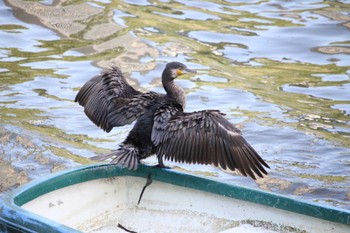 2024年5月11日(土) 都内の野鳥観察記録