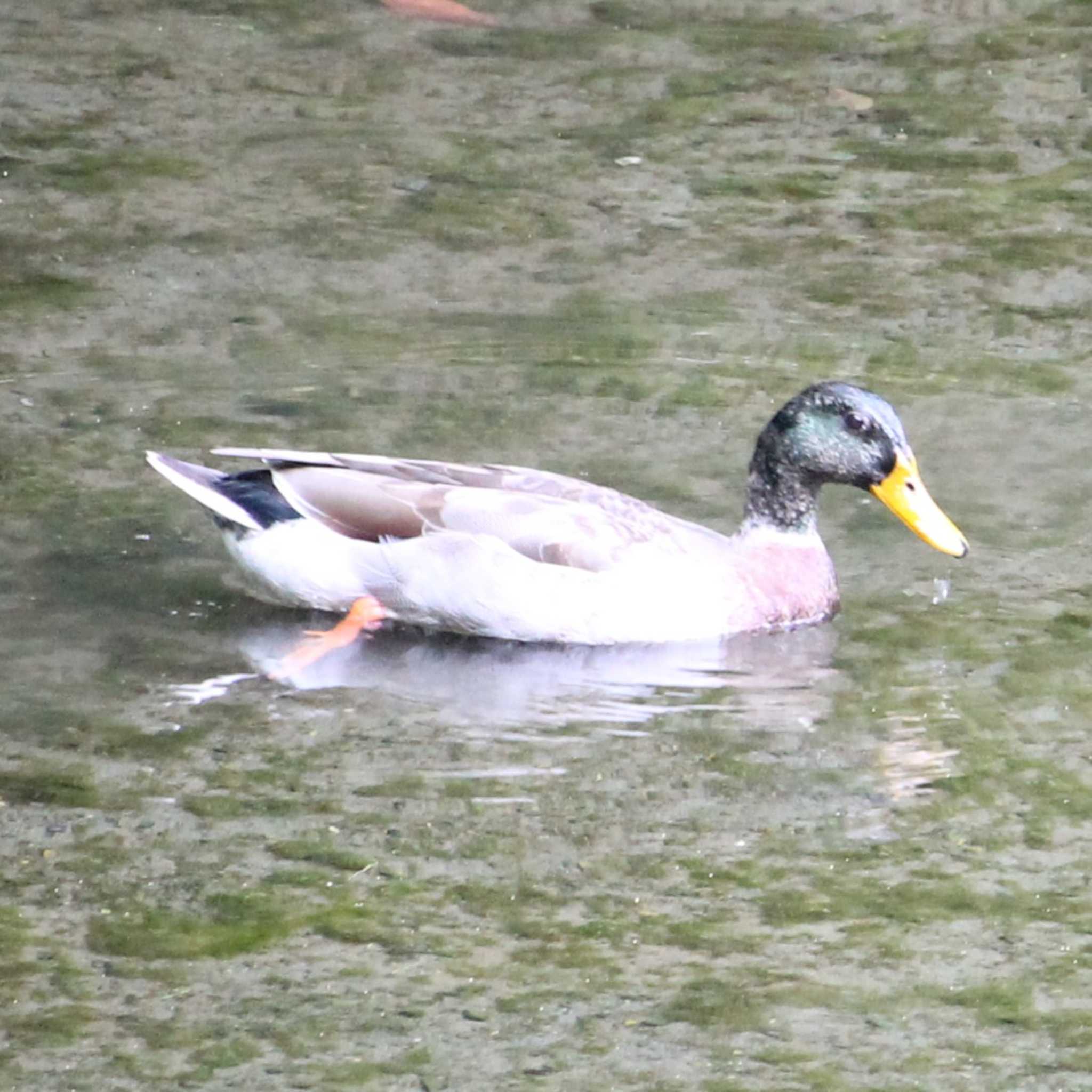 Photo of Mallard at Koishikawa Korakuen by Kei