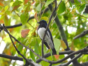 オオルリ 大阪城公園 2024年4月7日(日)