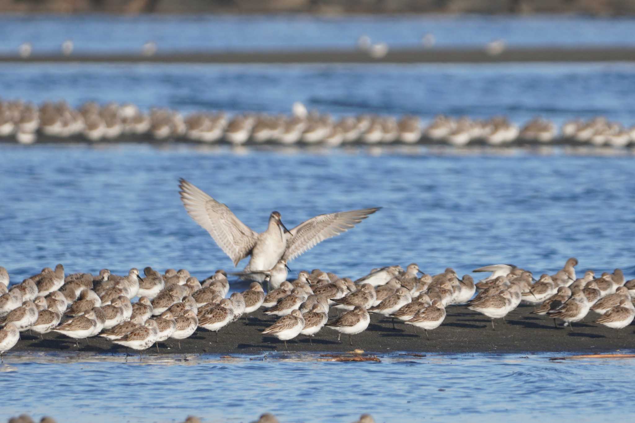 Bar-tailed Godwit