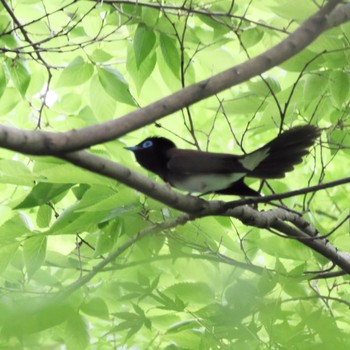 Black Paradise Flycatcher Shakujii Park Mon, 5/6/2024