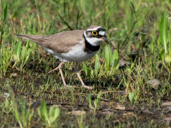 Little Ringed Plover 長崎県 Thu, 4/25/2024