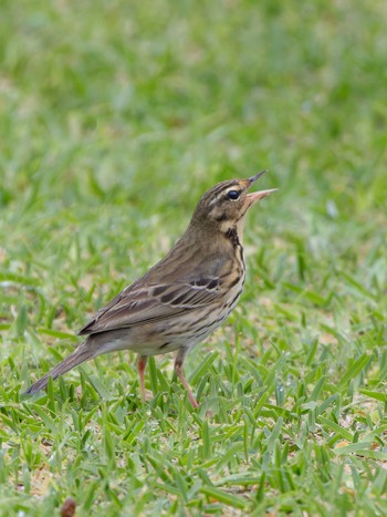 Olive-backed Pipit 長崎県 Fri, 4/26/2024