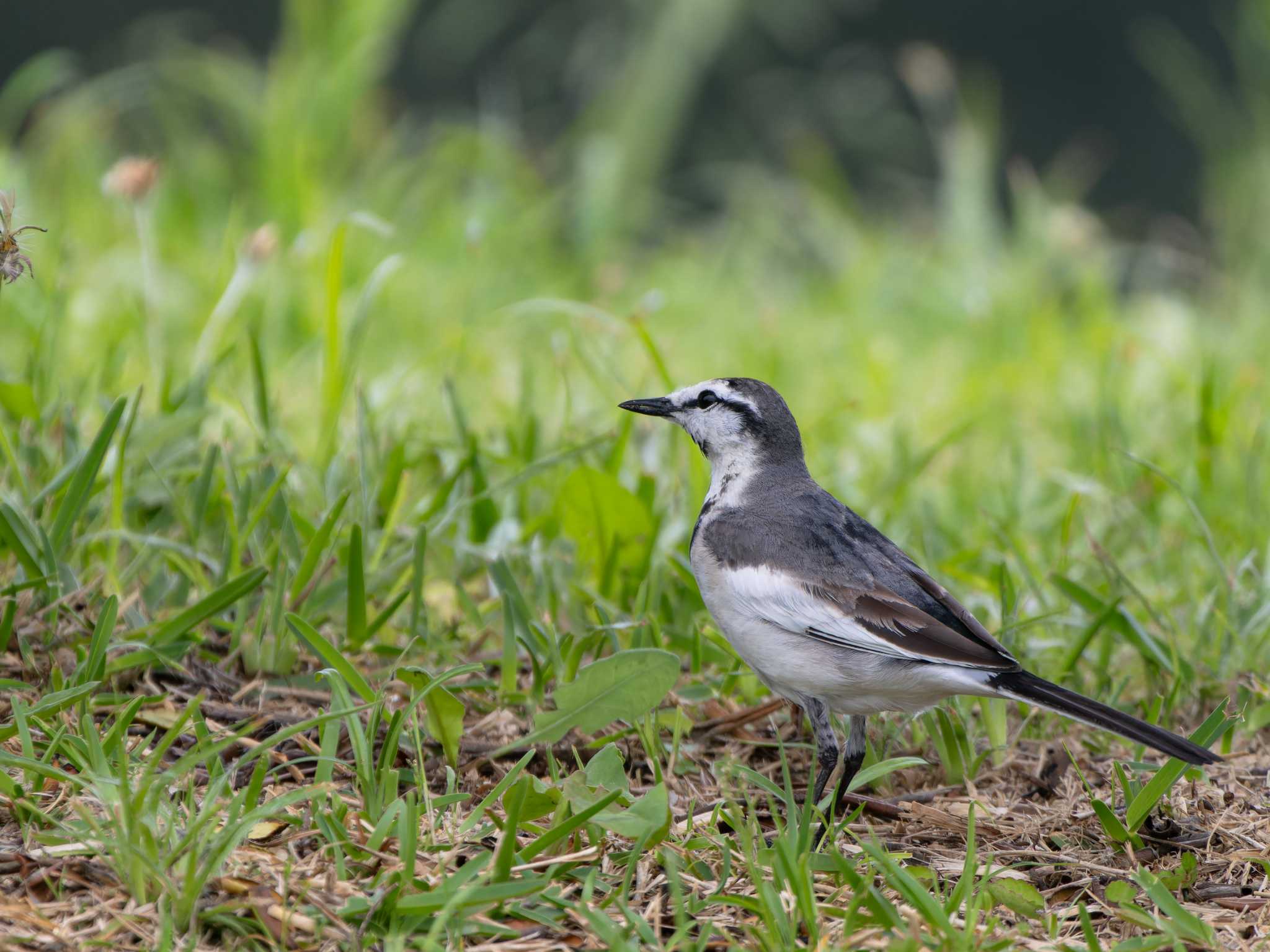 White Wagtail