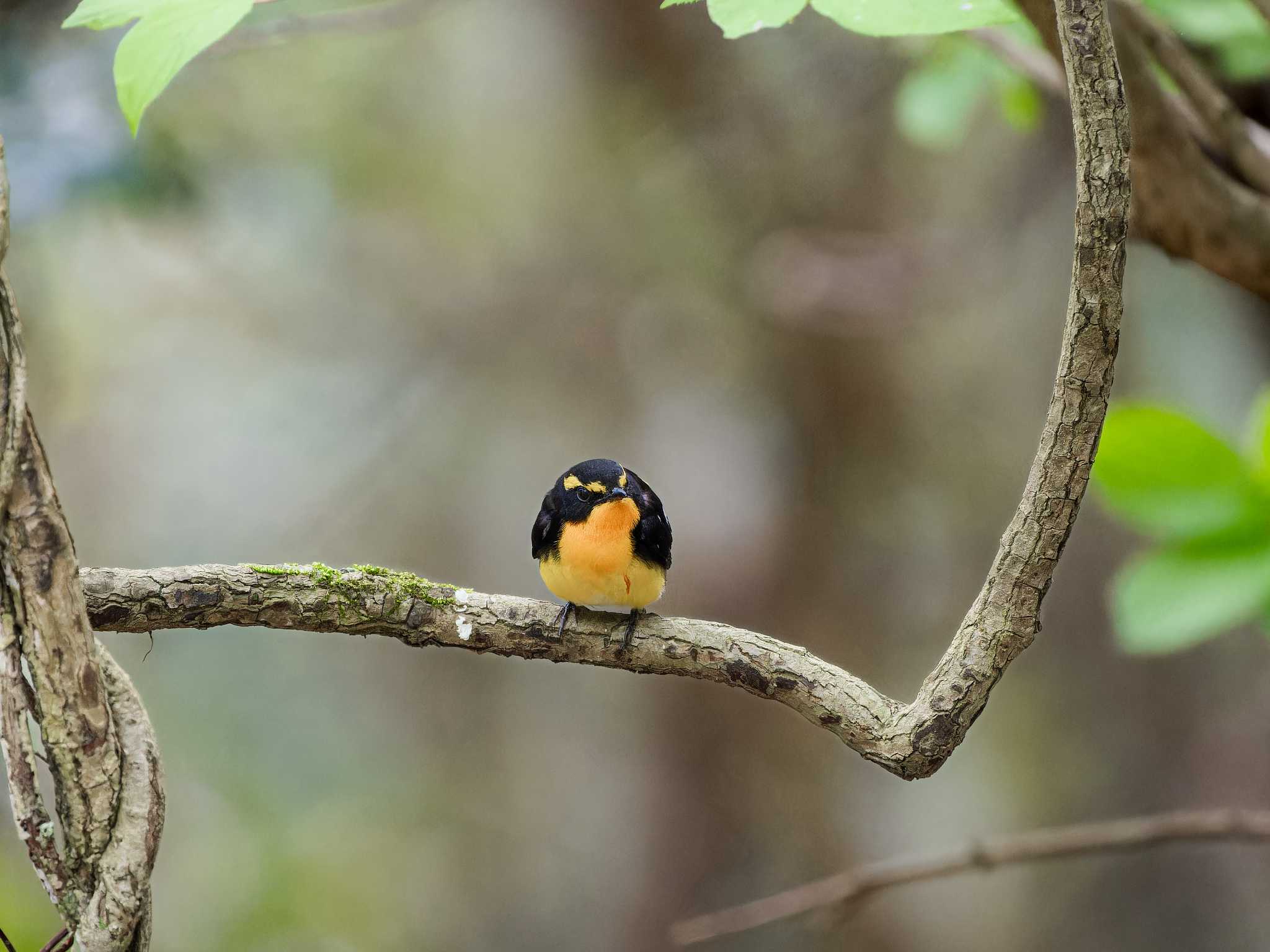 Narcissus Flycatcher