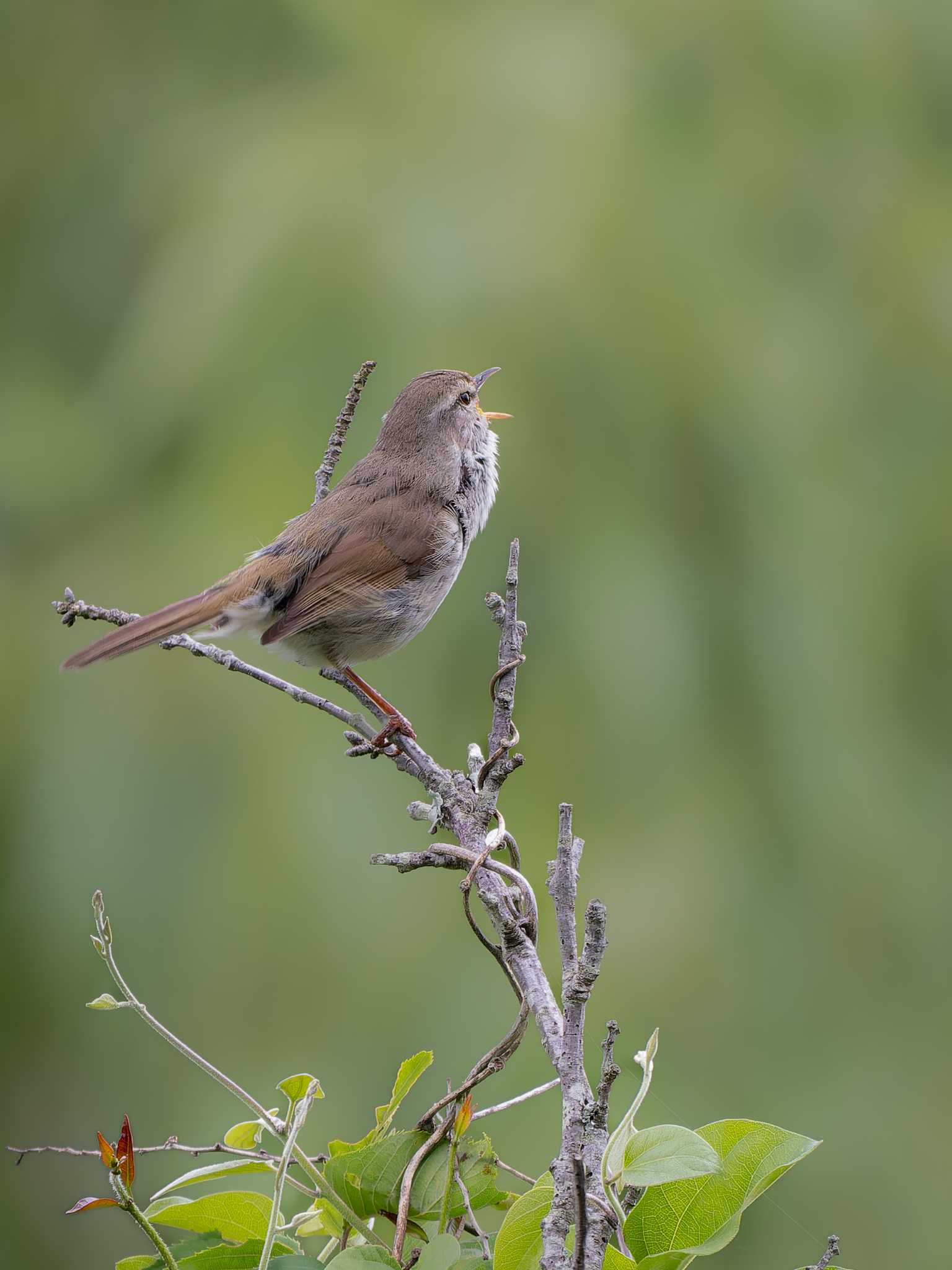 Japanese Bush Warbler