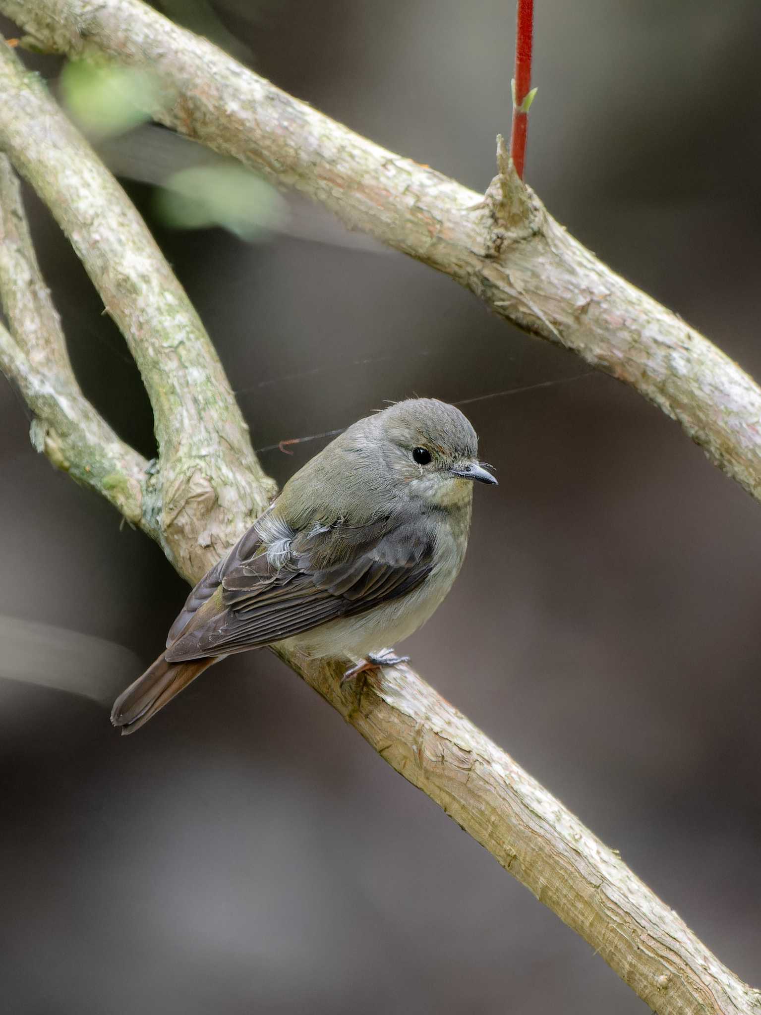 Photo of Narcissus Flycatcher at 長崎県 by ここは長崎