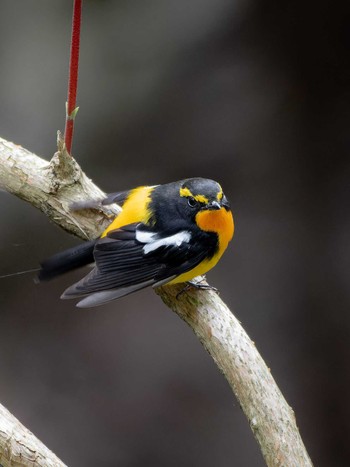 Narcissus Flycatcher 長崎県 Sun, 5/5/2024