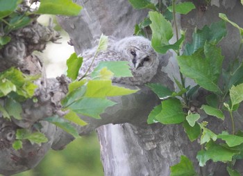 2024年5月11日(土) 茨城県の野鳥観察記録