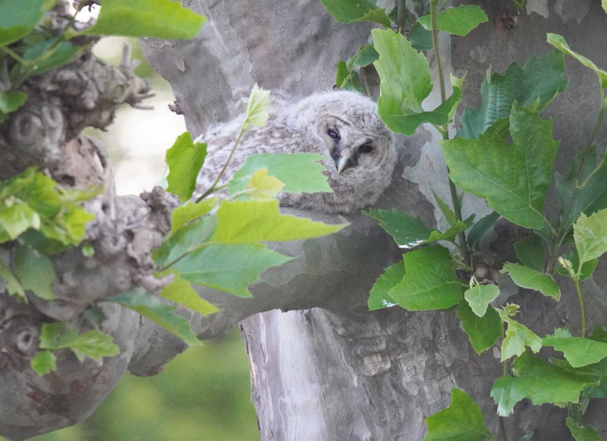 Photo of Ural Owl at 茨城県 by Kたろー