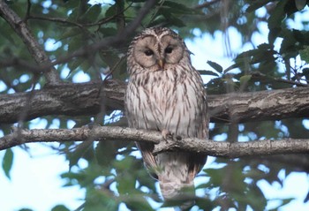 Ural Owl 茨城県 Sat, 5/11/2024