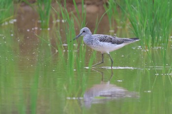 Wed, 5/1/2024 Birding report at 金武町(沖縄県)