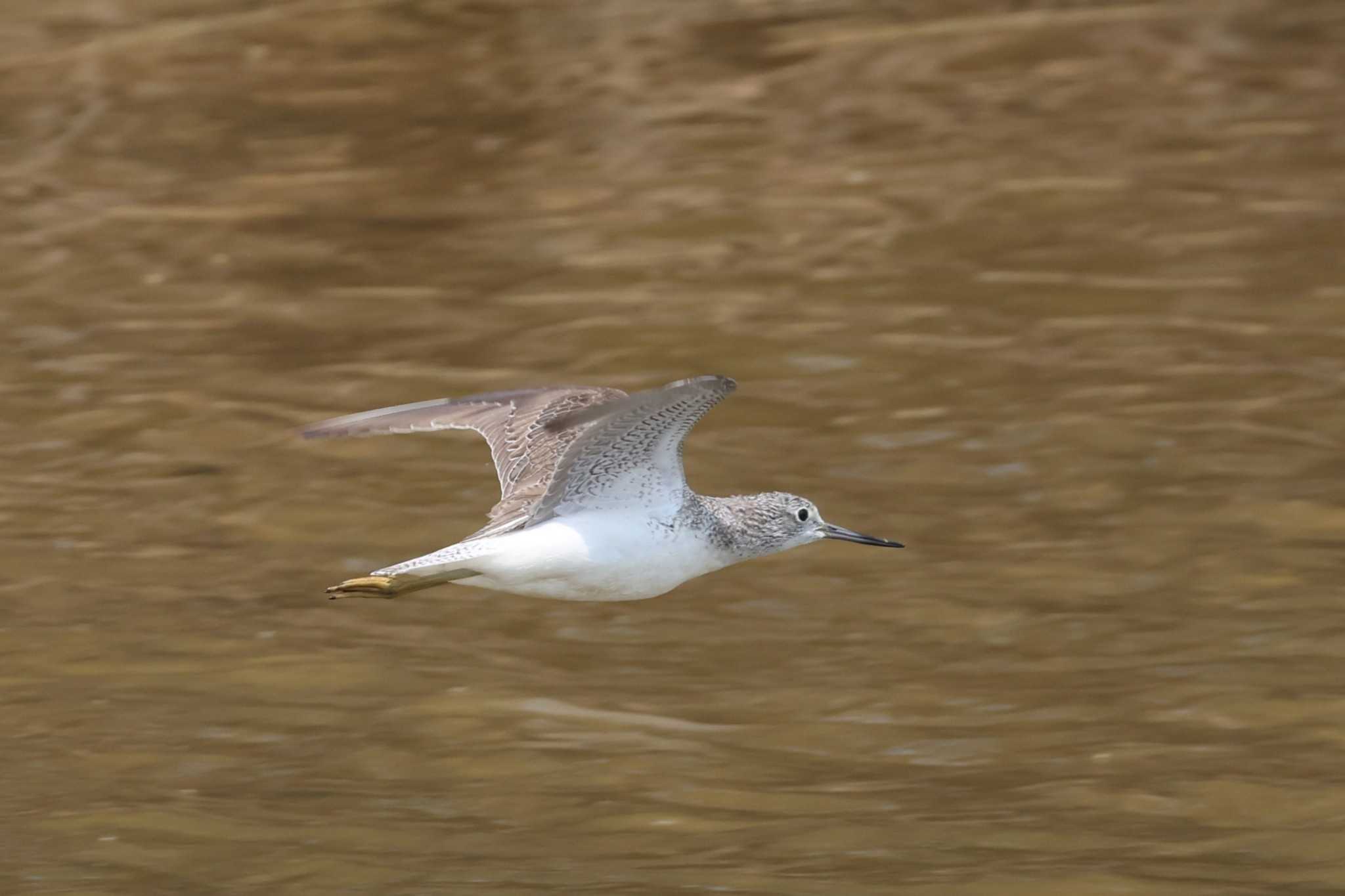 Photo of Common Greenshank at 金武町(沖縄県) by ぼぼぼ