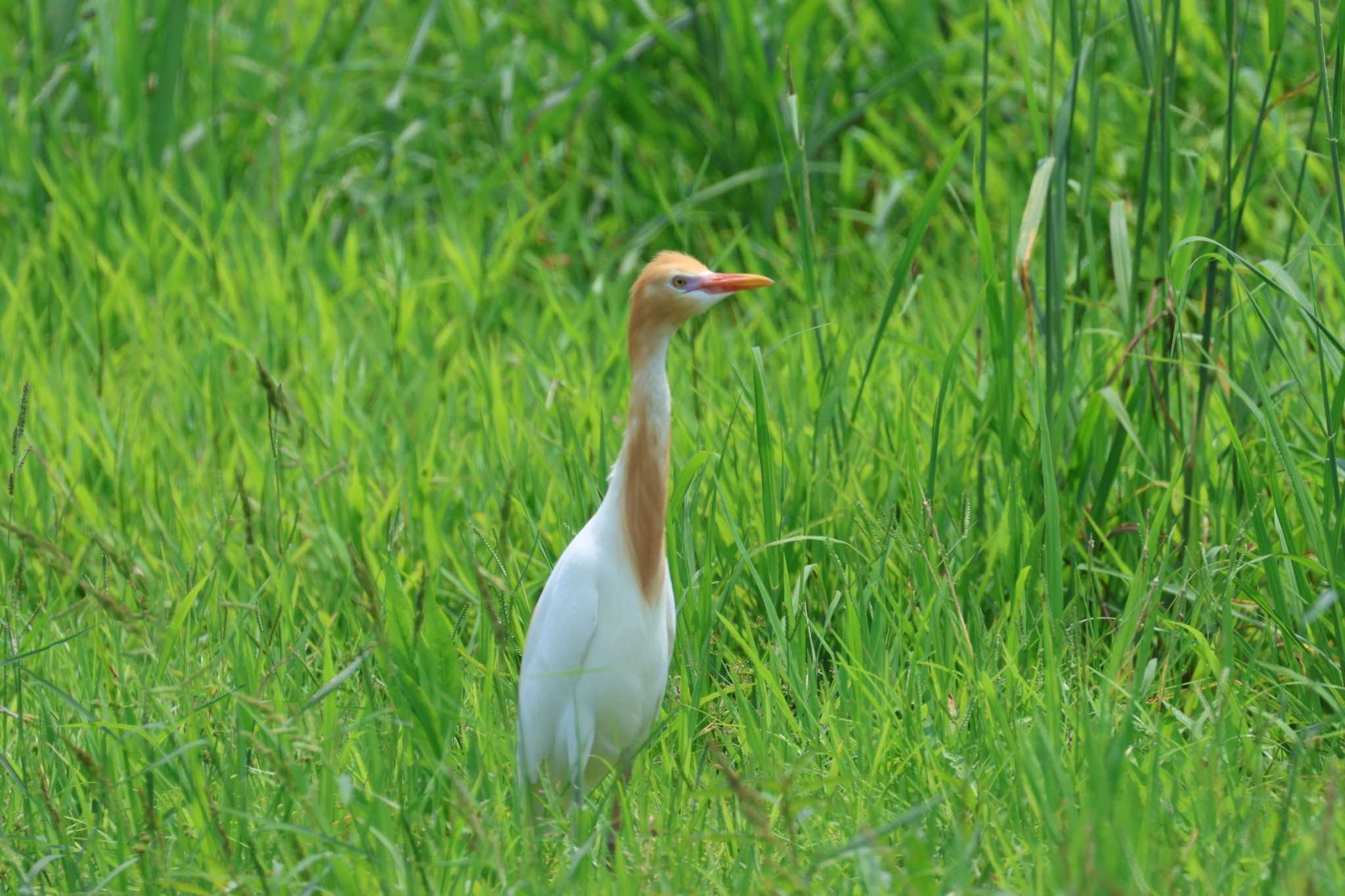 Photo of Eastern Cattle Egret at 金武町(沖縄県) by ぼぼぼ