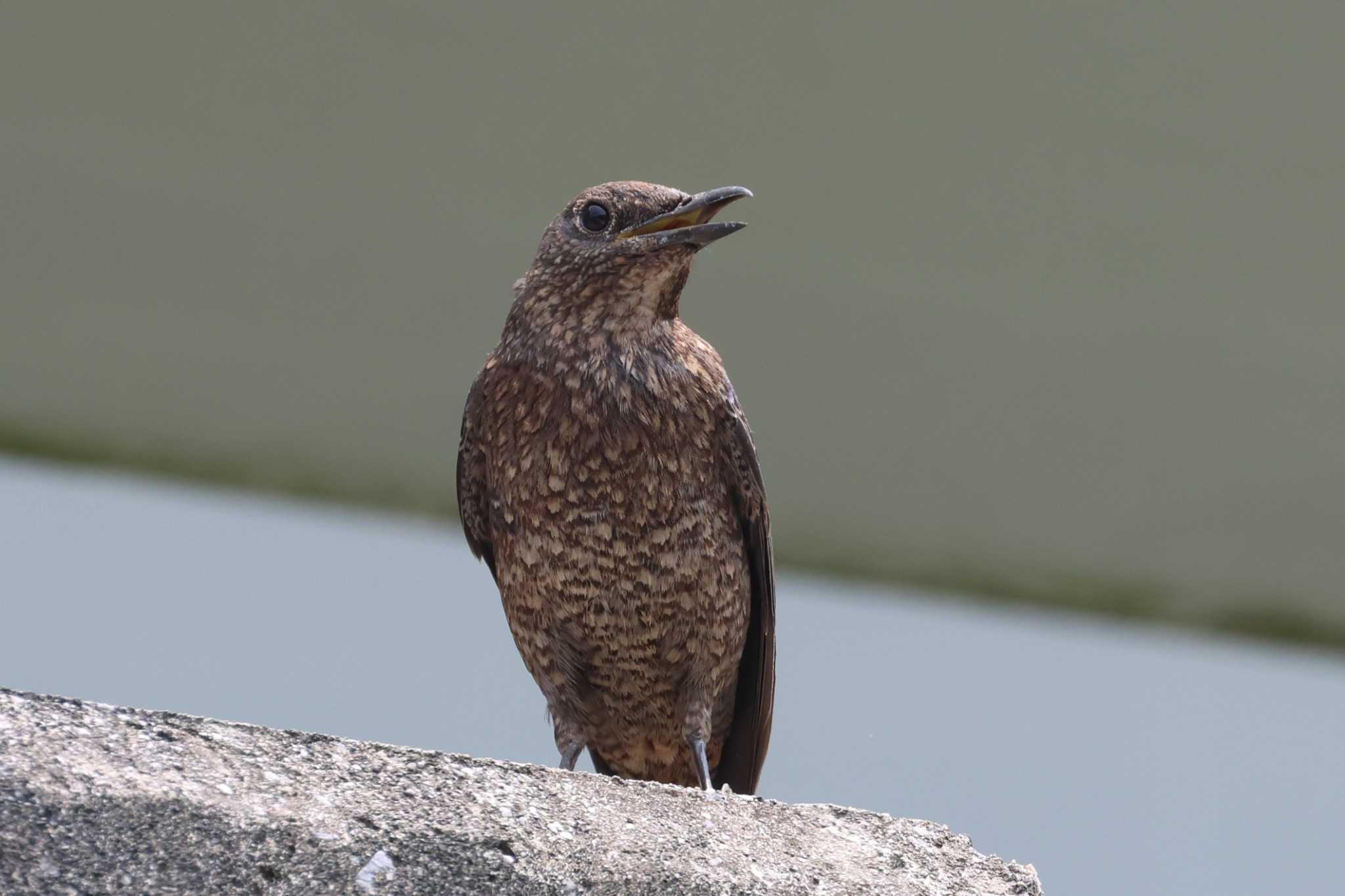 Photo of Blue Rock Thrush at 金武町(沖縄県) by ぼぼぼ