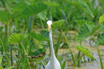 チュウサギ 金武町(沖縄県) 2024年5月1日(水)