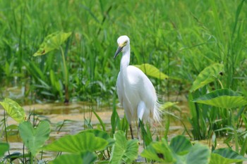 チュウサギ 金武町(沖縄県) 2024年5月1日(水)