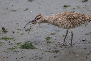 チュウシャクシギ 東京港野鳥公園 2024年4月27日(土)