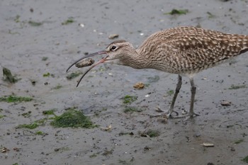 Eurasian Whimbrel Tokyo Port Wild Bird Park Sat, 4/27/2024