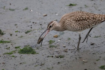 チュウシャクシギ 東京港野鳥公園 2024年4月27日(土)