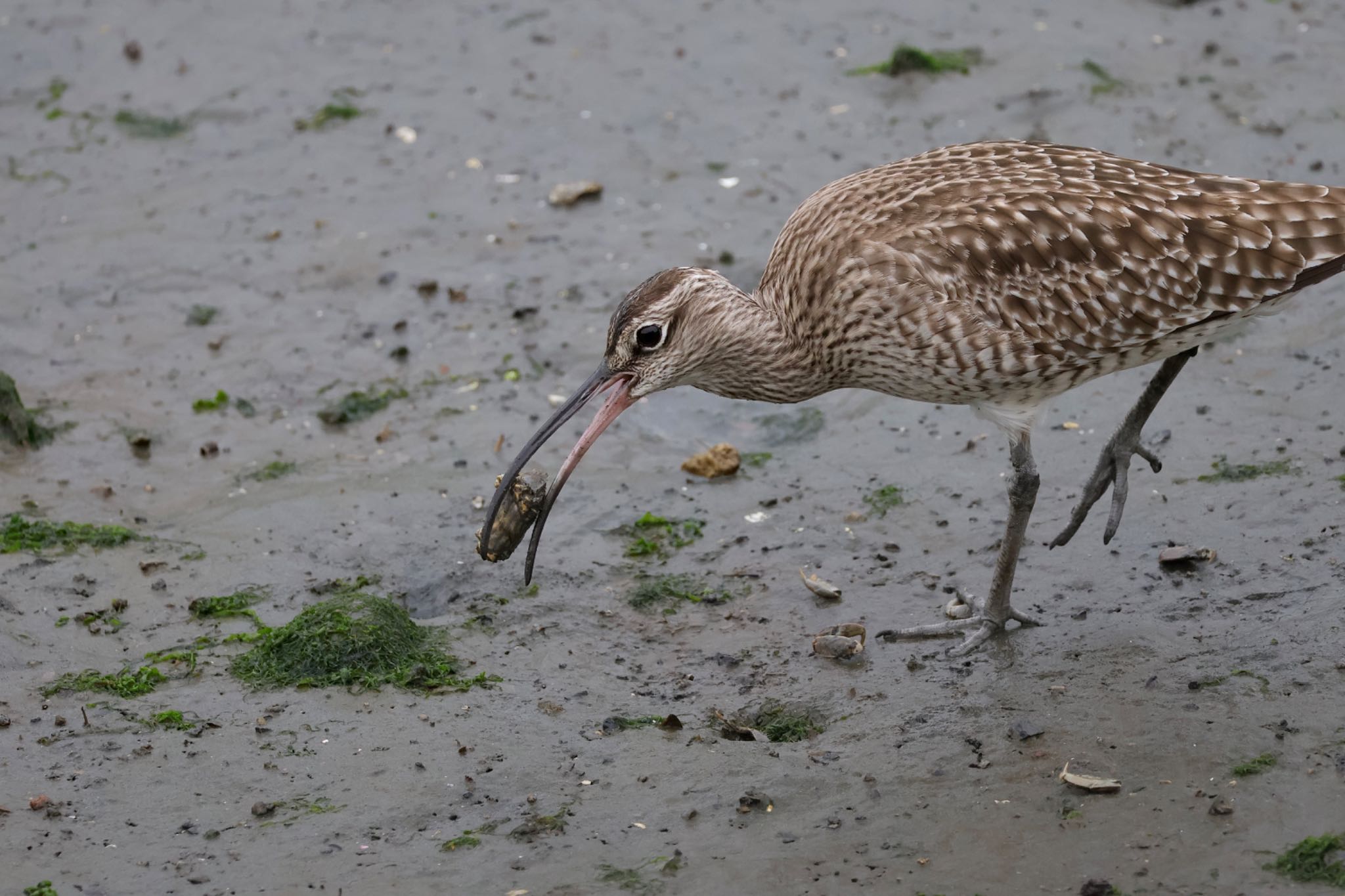 Eurasian Whimbrel