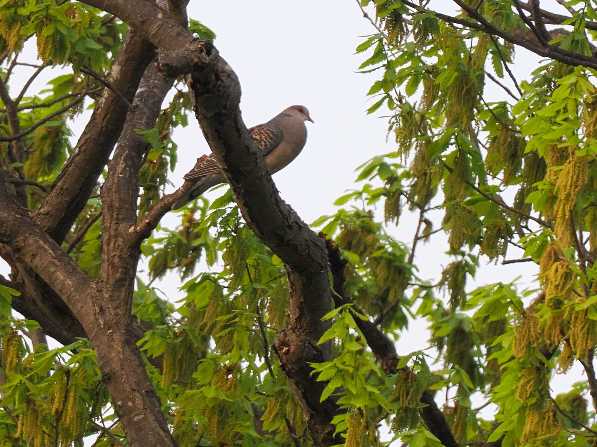 Photo of Oriental Turtle Dove at 福井緑地(札幌市西区) by 98_Ark (98ｱｰｸ)