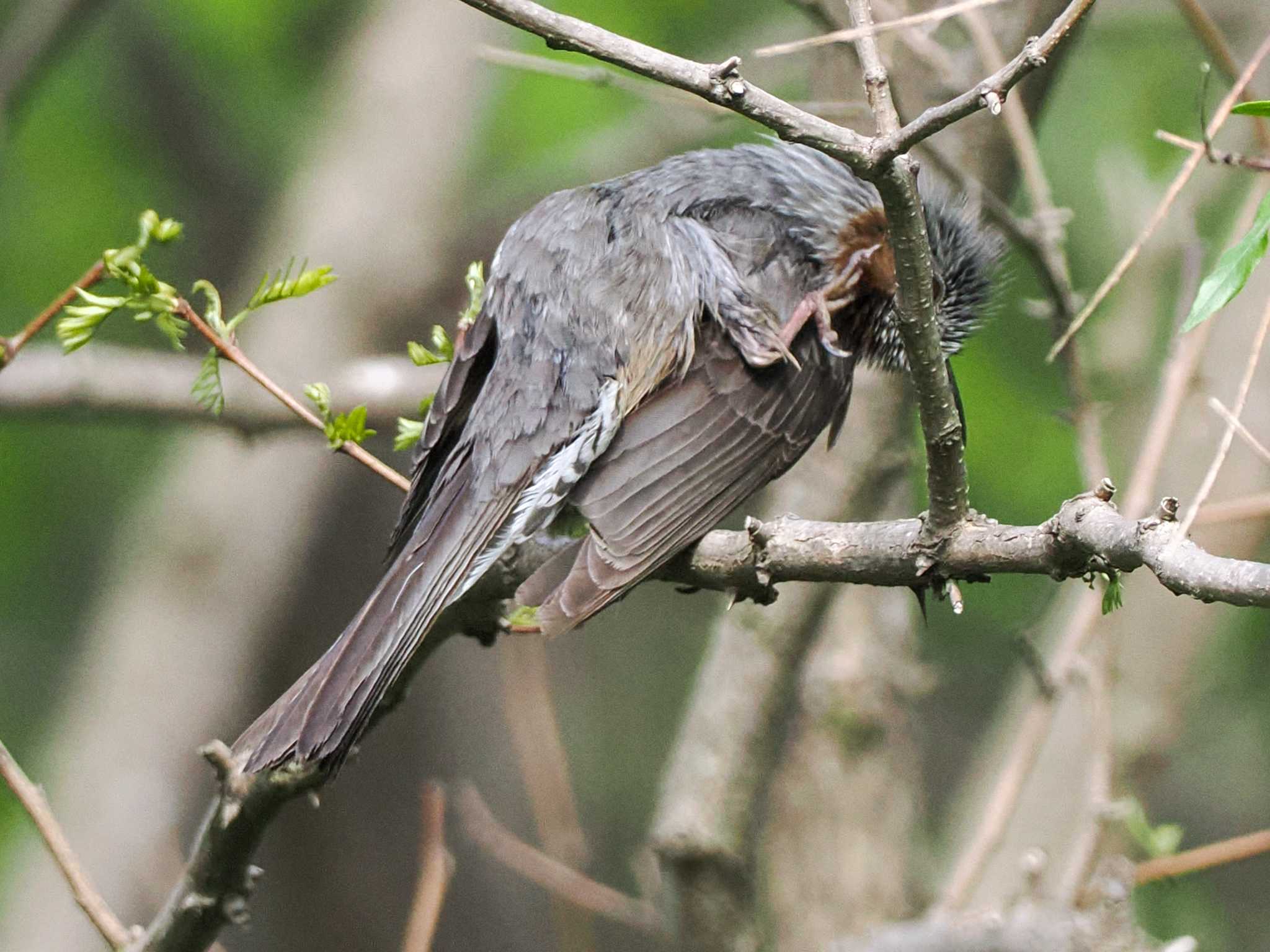 Photo of Brown-eared Bulbul at 福井緑地(札幌市西区) by 98_Ark (98ｱｰｸ)