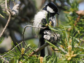 Japanese Tit 福井緑地(札幌市西区) Sat, 5/11/2024