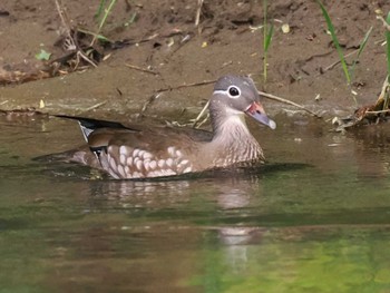 Mandarin Duck 福井緑地(札幌市西区) Sat, 5/11/2024