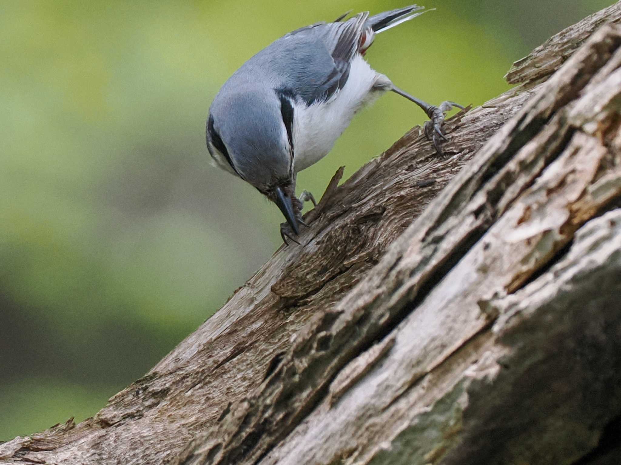 Photo of Eurasian Nuthatch(asiatica) at 宮城沢林道(札幌市西区) by 98_Ark (98ｱｰｸ)