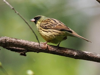 Masked Bunting 宮城沢林道(札幌市西区) Sat, 5/11/2024