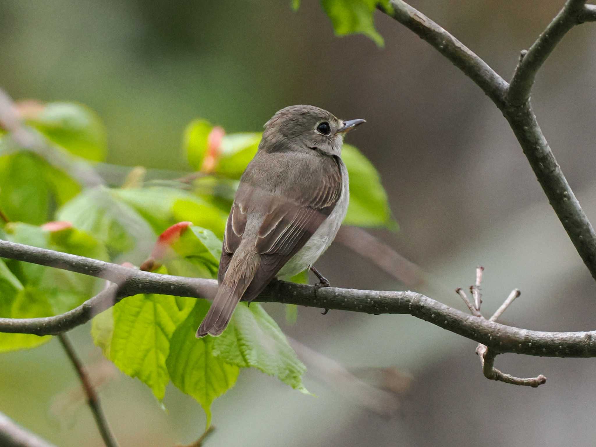 Asian Brown Flycatcher