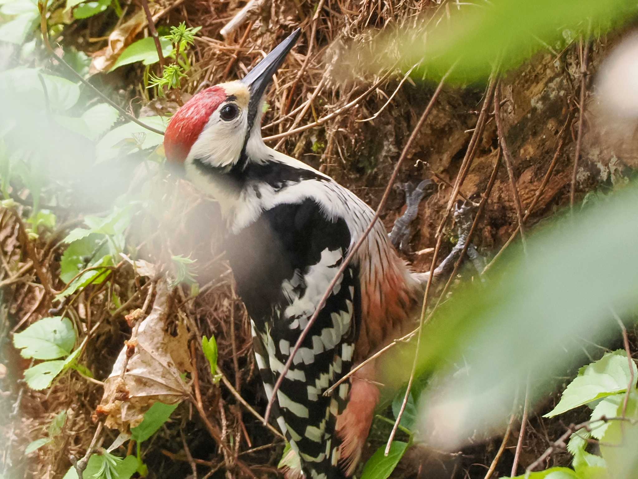 White-backed Woodpecker(subcirris)