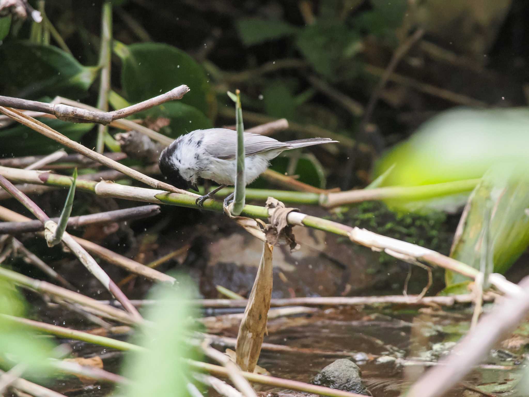 Marsh Tit