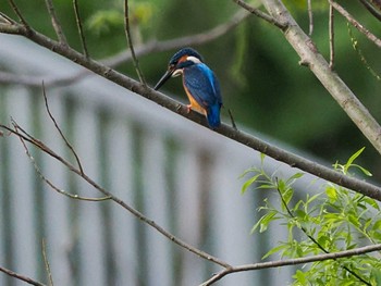 Common Kingfisher 福井緑地(札幌市西区) Sat, 5/11/2024