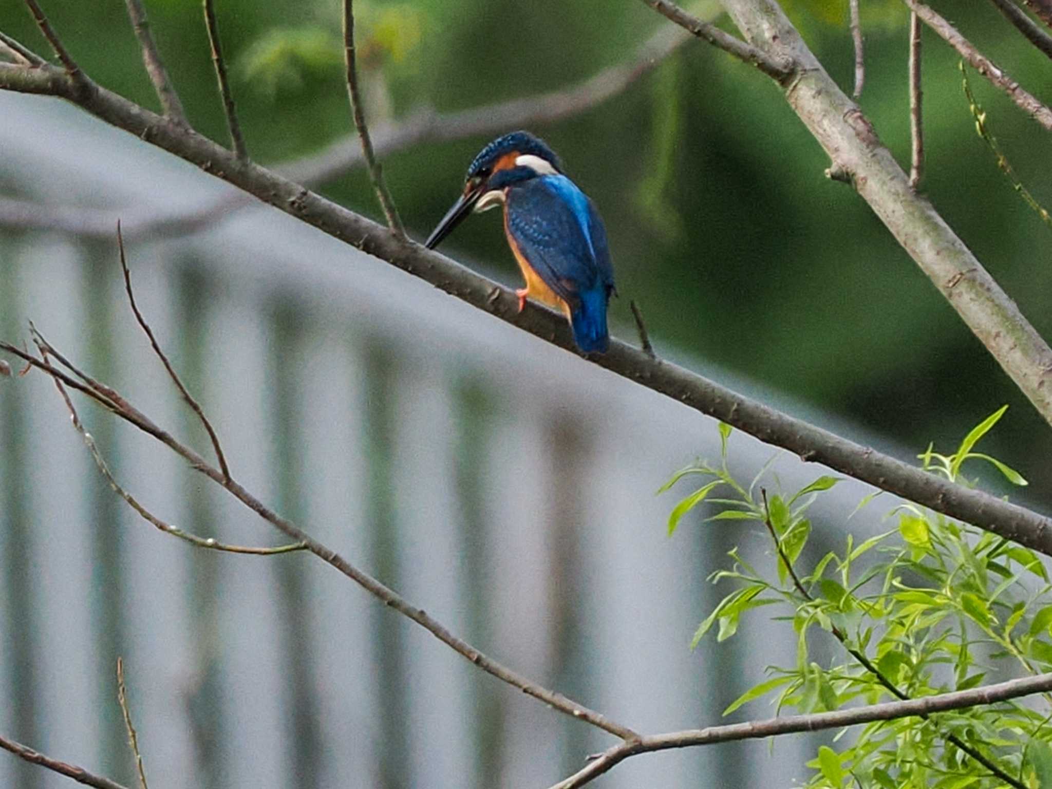 Photo of Common Kingfisher at 福井緑地(札幌市西区) by 98_Ark (98ｱｰｸ)